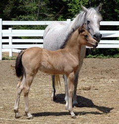 mare and foal picture